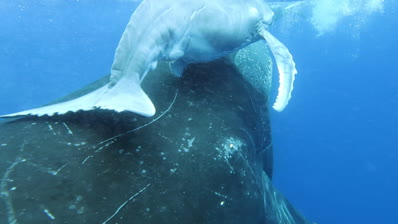 close-up-of-family-humpback-whale-with-mother-underwater-ocean-newborn-mov